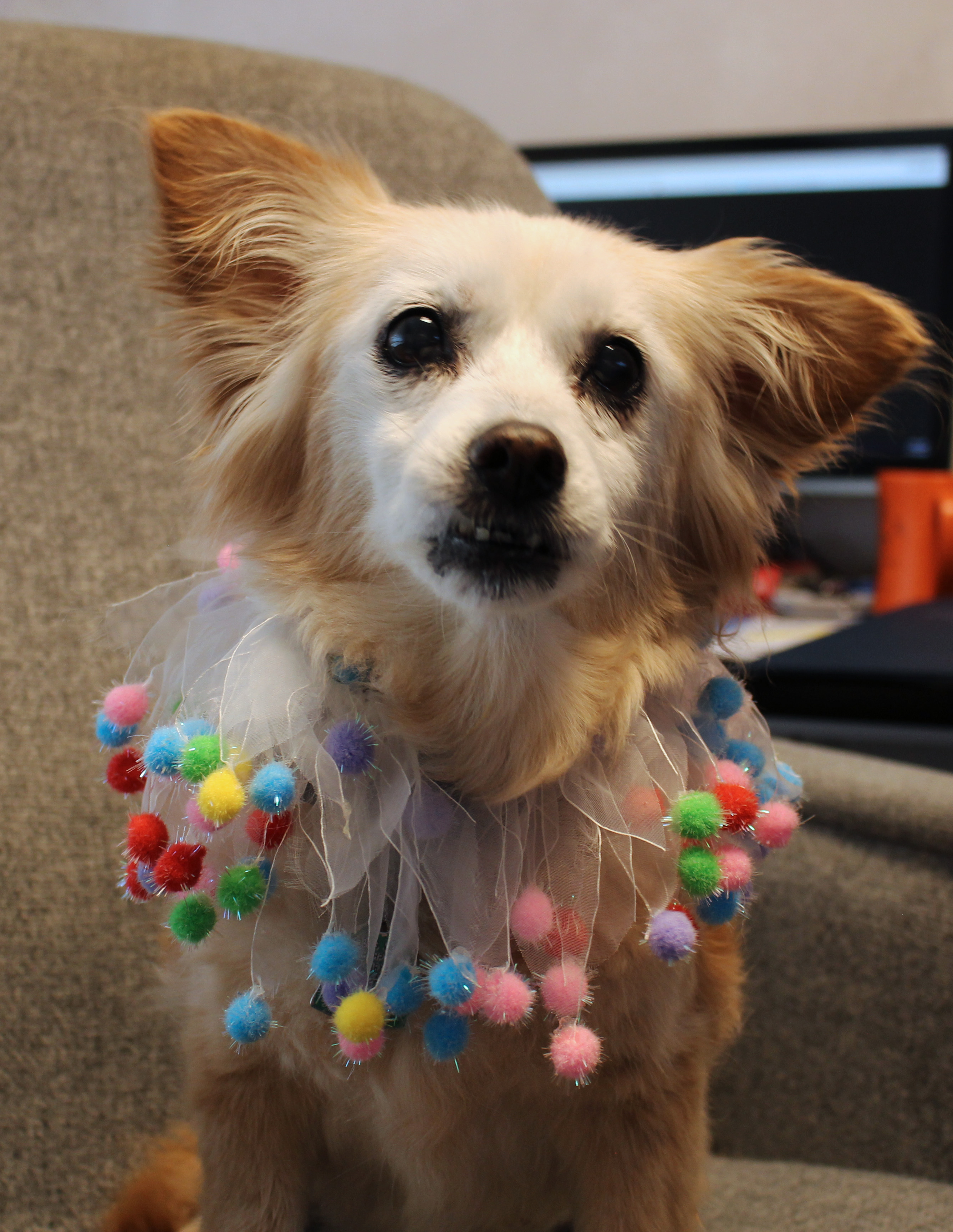 tootsie new bio pic